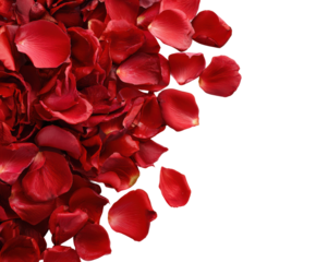 Romantic gesture red rose petals elegant floral arrangement isolated on transparent background