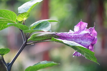 Datura fastuosa L. Thorn Apple, or Indian solanum, or pink-flowered solanum, is a herbaceous plant in the same family as eggplant. Its flowers bloom in a trumpet-like shape.