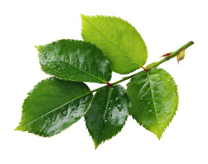 Fototapeta premium Vibrant green leaves nature botanical outdoors isolated on transparent background