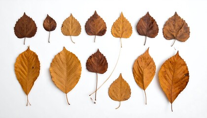 Obraz premium A symmetrical arrangement of various autumn leaves in shades of brown and gold, laid out on a plain white background, creates a visually appealing and natural design.