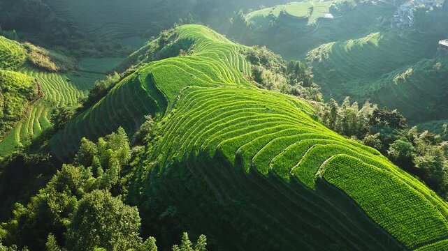 Summer scenery of Longji terraced fields with rolling hills in Guilin, Guangxi Province, China.