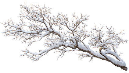 Obraz premium Snow-laden branches reaching out