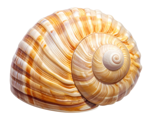 Stylized Seashell PNG Isolated on White Background