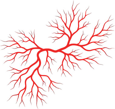 Vibrant red branching veins microscopic network abstract art vector
