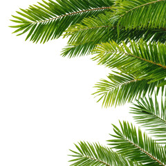 Naklejka premium Lush green palm leaves tropical forest nature isolated on transparent background