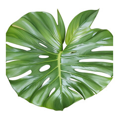 Vibrant Green Monstera Leaf with Intricate Veins and Natural Holes tropical plant