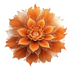 Vibrant Orange Dahlia-like Flower with Translucent Petals on White Background bloom floral