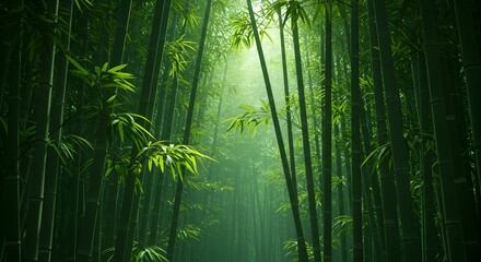 Fototapeta premium Tranquil Bamboo Forest Path with Sunlight Rays