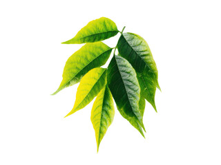 Obraz premium Vibrant green and yellow leaves on black background foliage plant