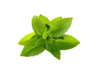 Vibrant green holy basil leaves against black background fresh herb