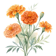 Watercolor marigold flower bouquet isolated on transparent background