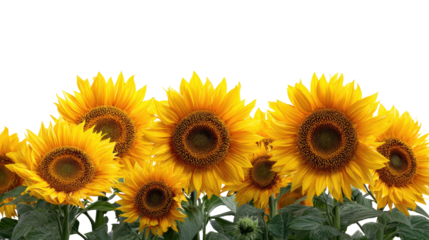Cluster of sunflowers in vibrant yellow, dark center