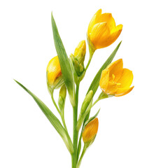 Fototapeta premium Yellow blooming freesia flowers nature garden view peaceful isolated on transparent background