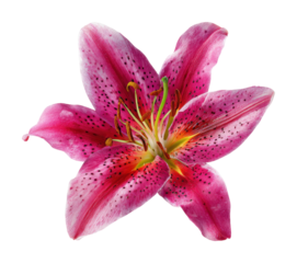 Stunning pink lily flower nature isolated on transparent background
