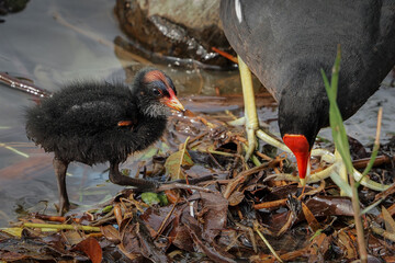 Baby moorhen (Gallinula chloropus) in the lake	