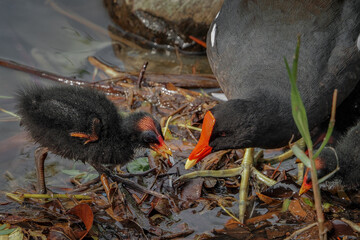 Baby moorhen (Gallinula chloropus) in the lake	
