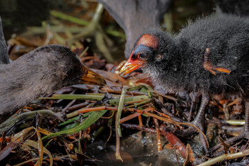 Baby moorhen (Gallinula chloropus) in the lake	