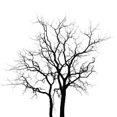 Silhouette of bare tree with branches isolated on white. Black and white vector illustration
