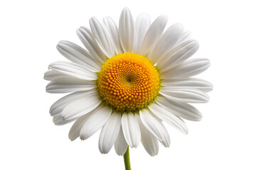 Naklejka premium Beautiful white daisy flower isolated perfect for design projects no background no shadow isolated on transparent background
