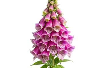 Isolated pink foxglove flower bloom with delicate petals and green stems isolated on transparent background