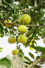 Yellow Grapefruit Growing on Tree Branch with Green Leaves in Natural Garden Setting