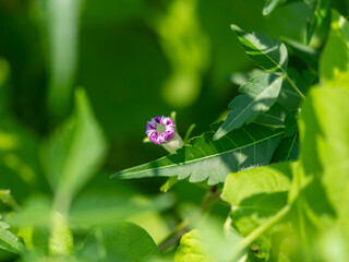 野原に咲いたアサガオのツボミ
