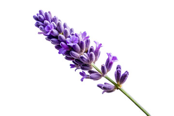 Naklejka premium Close-up of a delicate purple lavender flower spike isolated on a plain background isolated on transparent background