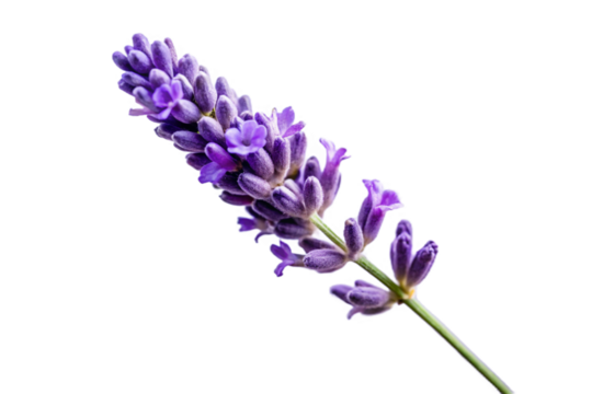 Close-up of a delicate purple lavender flower spike isolated on a plain background isolated on transparent background