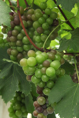 Green Grapes Ripening on Grapevine in Xinjiang Vineyard - Fresh Fruit Agriculture