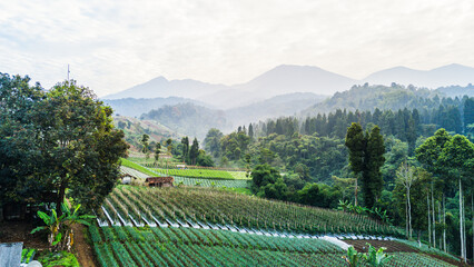 Serene terraced farming landscape with misty hills and majestic mountains in the background.