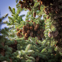 Fir cones among the branches of a fir tree. Close-up. Soft focus