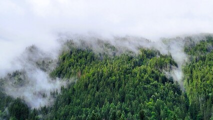 Dense green forest in soft morning mist with a bright and vibrant green meadow area in the deep forest