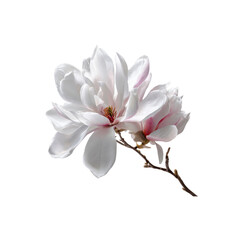 Fototapeta premium Elegant Magnolia Blossoms on Black Background