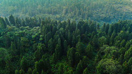 Fototapeta premium Aerial forest landscape with misty trees, perfect for eco living, eco tourism, and sustainable jungle adventure.