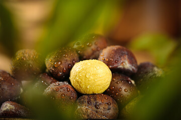 Fresh Chestnuts with Water Drops in Natural Forest Setting - Autumn Harvest Nuts