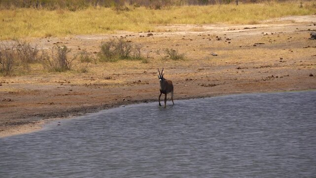 Roan antelope drinking at a waterhole in the Khaudum National Park in Namibia, Africa.