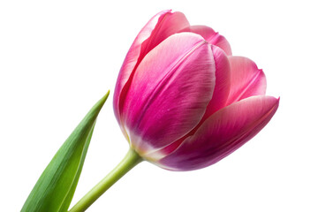 Fototapeta premium Vibrant pink tulip flower isolated high resolution botanical detail isolated on transparent background