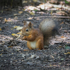 A squirrel sits on the ground in a city park. Close-up