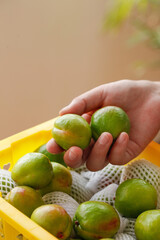 Fresh Green Mangoes in Hand from Harvest Crate - Tropical Fruit with Shining Skin