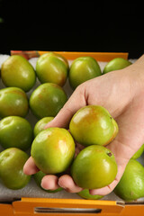 Fresh Green Xinjiang Pears in Hand - Premium Quality Large Fruit with Smooth Skin