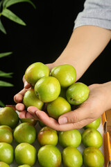 Fresh Green Xinjiang Pears in Hands - Premium Organic Fruit Harvest Display
