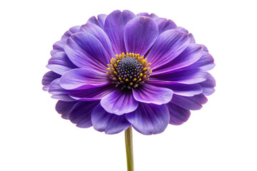 Fototapeta premium Close up of a beautiful vibrant violet flower isolated on a in high detail isolated on transparent background