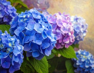  hydrangea