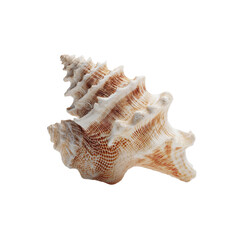 Detailed Close-up of a Murex Seashell on Black Background
