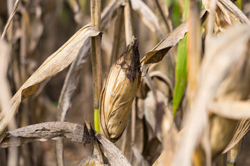 Close-up of ripe corn on the stalk with dried husks, surrounded by a field of corn plants under natural sunlight