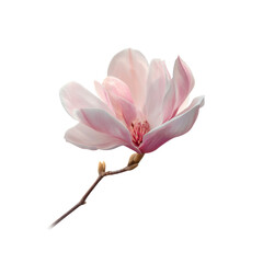 Fototapeta premium Elegant Pink Magnolia Blossom on Black Background