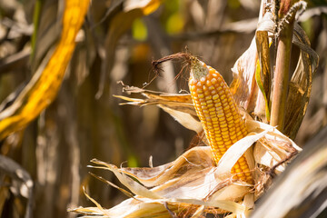 Close-up of ripe corn on the stalk with dried husks, surrounded by a field of corn plants under natural sunlight