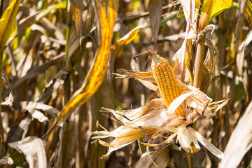 Close-up of ripe corn on the stalk with dried husks, surrounded by a field of corn plants under natural sunlight