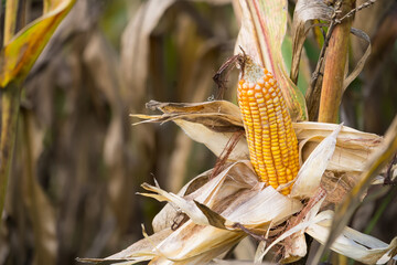 Close-up of ripe corn on the stalk with dried husks, surrounded by a field of corn plants under natural sunlight