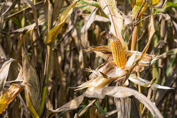 Close-up of ripe corn on the stalk with dried husks, surrounded by a field of corn plants under natural sunlight